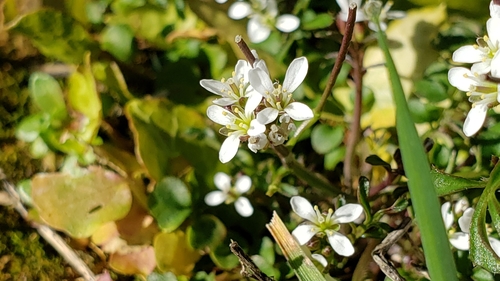 Cardamine hirsuta (shotweed) (alternate view 4)