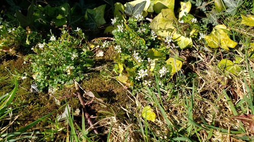 Cardamine hirsuta (shotweed) (alternate view 5)