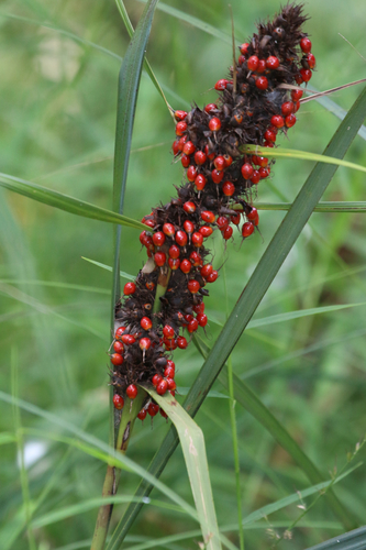 Gahnia aspera (Red-berried Saw-sedge) (alternate view 6)