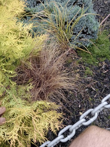 Carex comans (Hair Sedge) (alternate view 3)