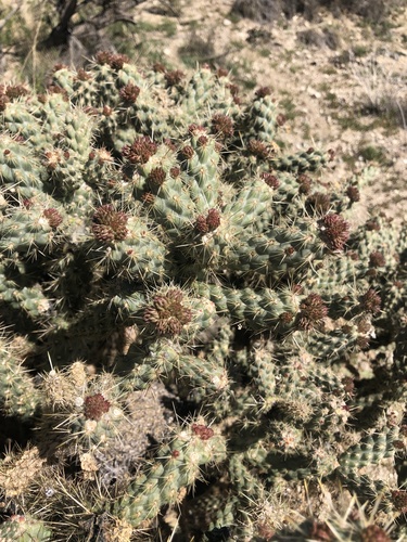 Cylindropuntia echinocarpa (Silver Cholla) (alternate view 6)