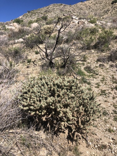 Cylindropuntia echinocarpa (Silver Cholla) (alternate view 7)