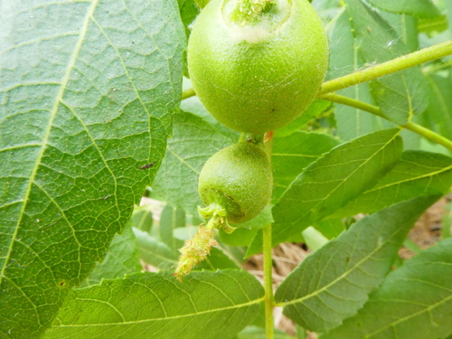 Juglans californica (California Black Walnut)