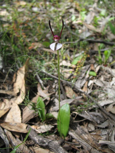 Leptoceras menziesii (Rabbit Orchid) (alternate view 4)