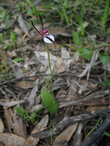 Leptoceras menziesii (Rabbit Orchid) (alternate view 5)
