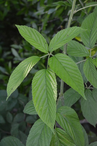 Rubus pensilvanicus (Pennsylvania Blackberry) (alternate view 4)