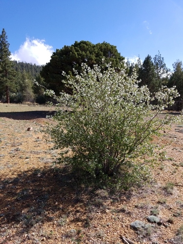 Amelanchier utahensis (Utah Serviceberry) (alternate view 9)