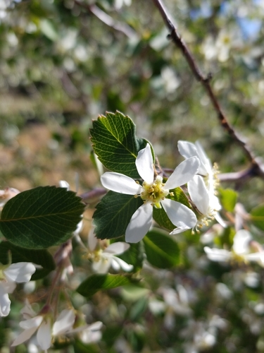 Amelanchier utahensis (Utah Serviceberry) (alternate view 10)