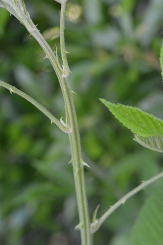 Rubus pensilvanicus (Pennsylvania Blackberry) (alternate view 5)