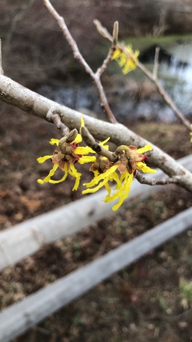 Hamamelis mollis (Chinese witch hazel) (alternate view 2)