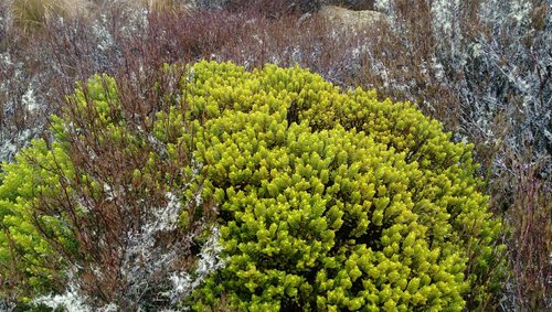 Veronica odora (boxleaf hebe)