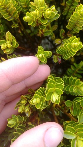Veronica odora (boxleaf hebe) (alternate view 2)