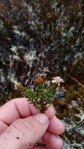 Veronica odora (boxleaf hebe) (alternate view 3)