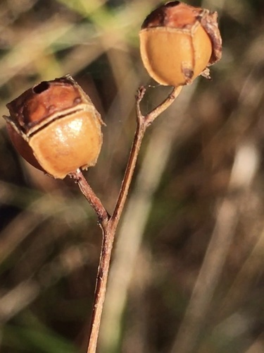 Ludwigia alternifolia (Seedbox) (alternate view 4)