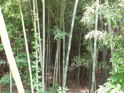 Phyllostachys (alternate view 9)