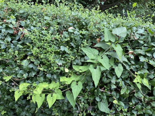 Cynanchum laeve (honey-vine climbing milkweed) (alternate view 5)