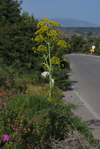 Ferula communis (giant fennel) (alternate view 2)