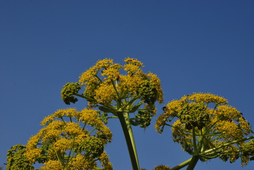 Ferula communis (giant fennel) (alternate view 3)