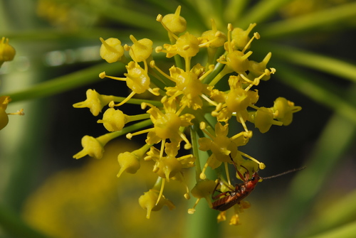 Ferula communis (giant fennel) (alternate view 4)