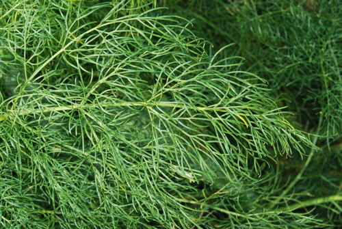 Ferula communis (giant fennel) (alternate view 5)