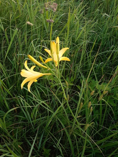 Hemerocallis lilioasphodelus (yellow daylily) (alternate view 12)