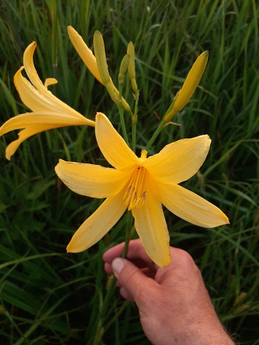 Hemerocallis lilioasphodelus (yellow daylily) (alternate view 11)