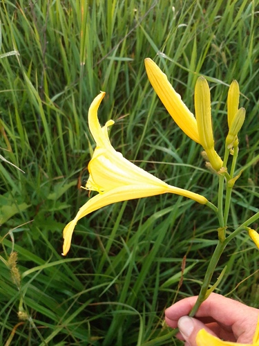 Hemerocallis lilioasphodelus (yellow daylily) (alternate view 13)