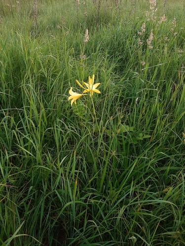 Hemerocallis lilioasphodelus (yellow daylily) (alternate view 14)