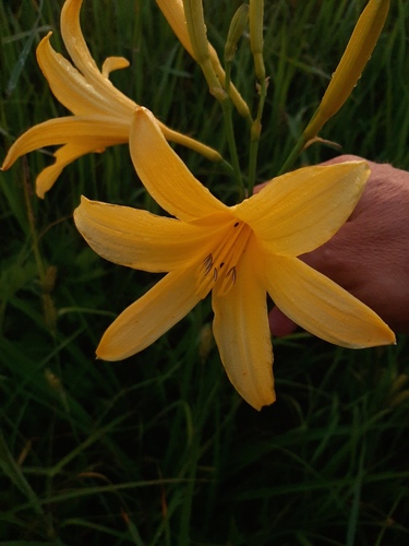 Hemerocallis lilioasphodelus (yellow daylily) (alternate view 15)