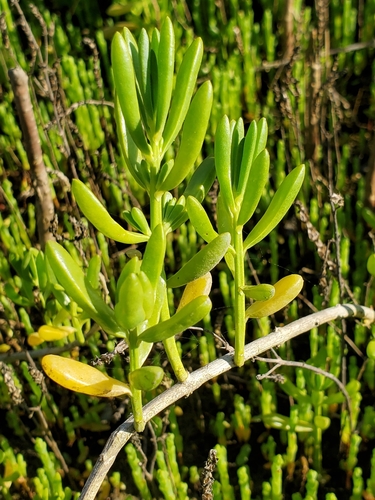 Batis maritima (Saltwort) (alternate view 8)