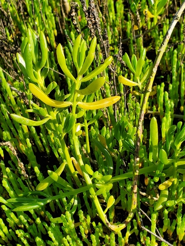 Batis maritima (Saltwort) (alternate view 9)