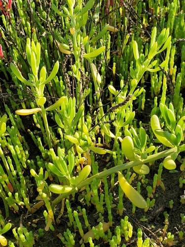 Batis maritima (Saltwort) (alternate view 10)