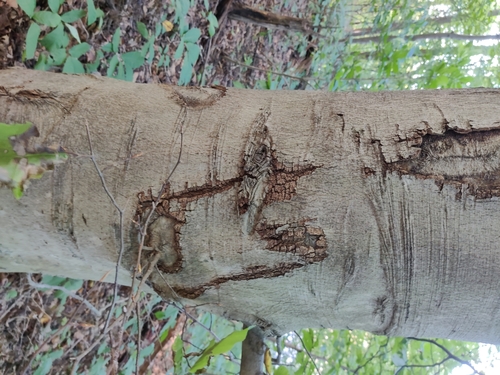 Fagus grandifolia (American Beech)