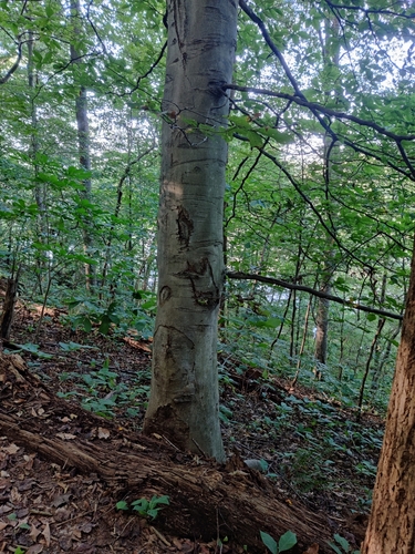 Fagus grandifolia (American Beech) (alternate view 2)