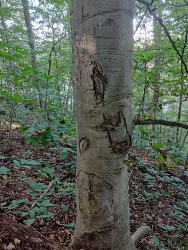 Fagus grandifolia (American Beech) (alternate view 3)