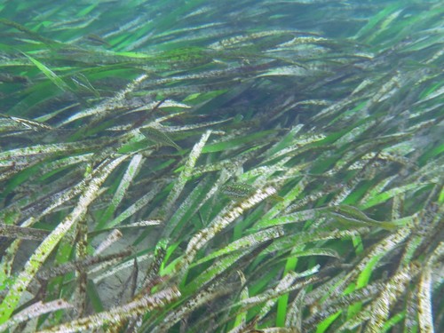 Posidonia australis (fibre-ball weed) (alternate view 3)