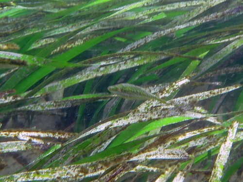 Posidonia australis (fibre-ball weed) (alternate view 4)