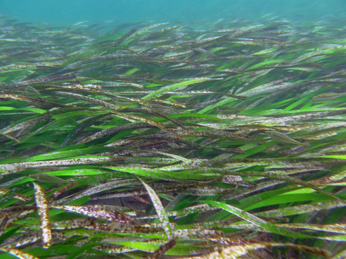 Posidonia australis (fibre-ball weed) (alternate view 5)