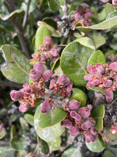 Rhus integrifolia (lemonade berry)