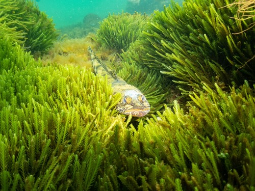 Caulerpa (alternate view 5)