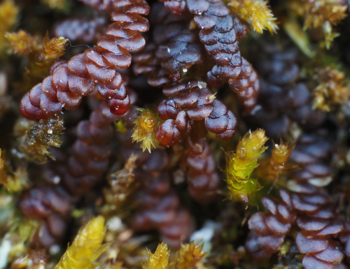 Frullania dilatata (Dilated Scalewort)