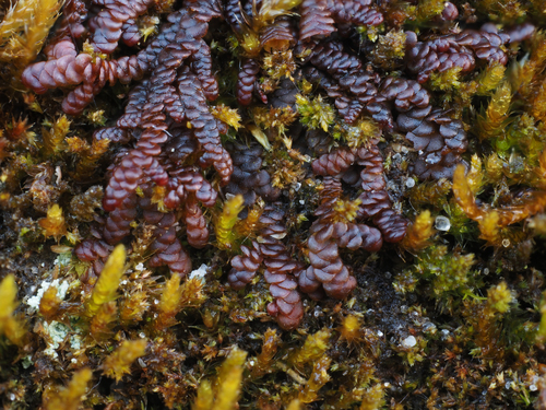 Frullania dilatata (Dilated Scalewort)