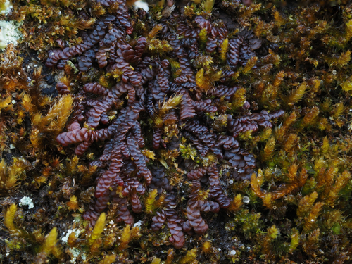 Frullania dilatata (Dilated Scalewort)