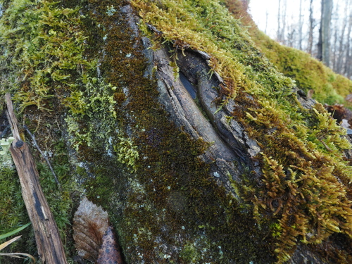 Frullania dilatata (Dilated Scalewort)