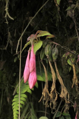 Fuchsia (fuchsias) (alternate view 3)