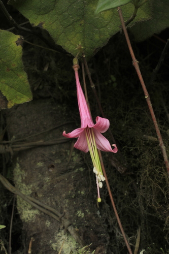 Fuchsia (fuchsias) (alternate view 2)