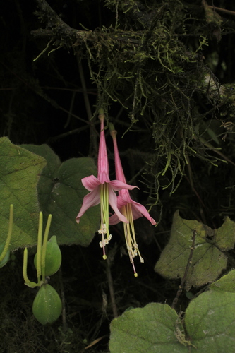Fuchsia (fuchsias)