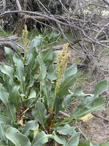 Rumex hymenosepalus (Canaigre Dock) (alternate view 3)