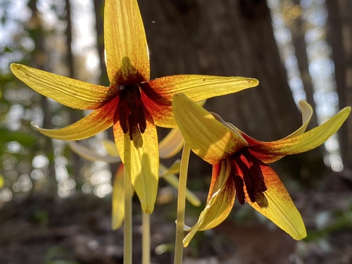 Erythronium americanum (Yellow Trout Lily)
