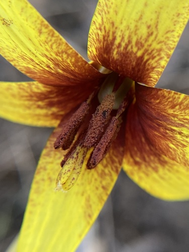 Erythronium americanum (Yellow Trout Lily)